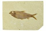 Fossil Fish (Knightia) - Wyoming #295580-1